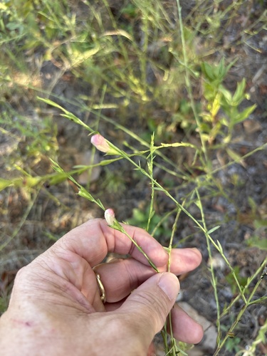 Agalinis heterophylla, photograph 2