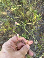 Agalinis heterophylla, photograph (c) Sam Kieschnick, some rights reserved (CC BY)