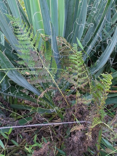 northern lady fern