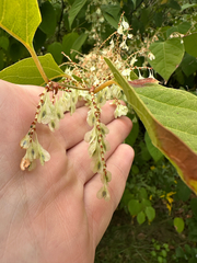 Reynoutria japonica, photograph author not stated, no rights reserved