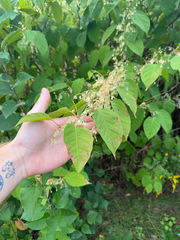 Reynoutria japonica, photograph author not stated, no rights reserved