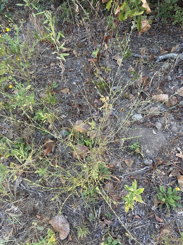 Agalinis heterophylla, photograph 3