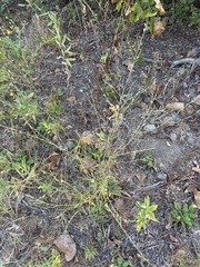 Agalinis heterophylla, photograph (c) Sam Kieschnick, some rights reserved (CC BY)