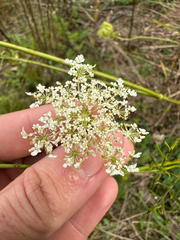 Daucus carota, photograph author not stated, no rights reserved