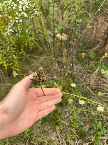 Daucus carota, photograph 3