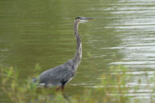 Great Blue Heron