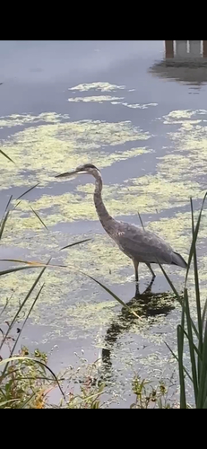 Great Blue Heron
