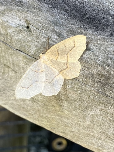 Hemlock Looper Moth