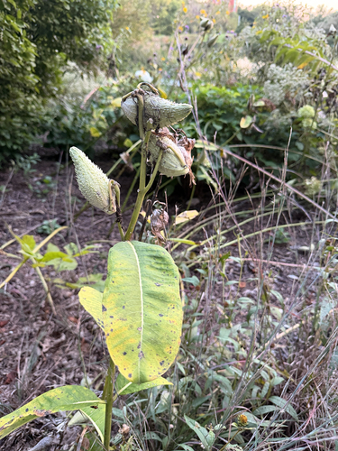 common milkweed