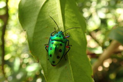 Calliphara excellens