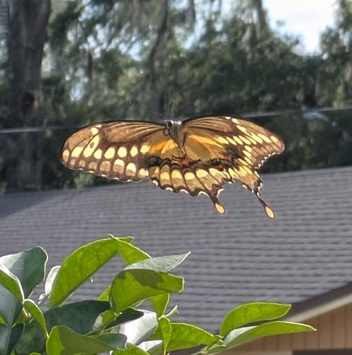Eastern Giant Swallowtail