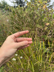 Panicum virgatum, photograph author not stated, no rights reserved
