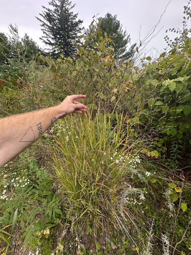 Panicum virgatum, photograph 5