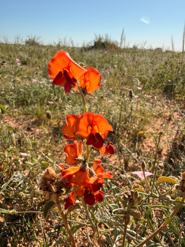 Swainsona stipularis, 2026-09-26