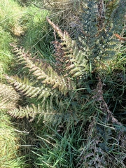 Polystichum vestitum