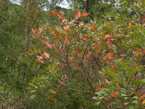 poison sumac