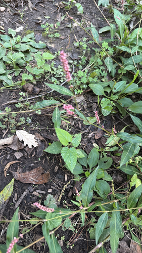low smartweed