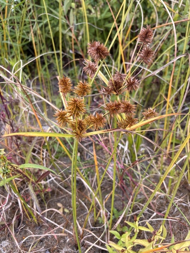 straw-colored flatsedge