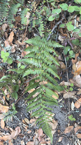 coastal woodfern