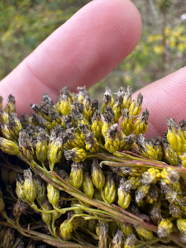 Solidago juncea, photograph 3