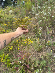Solidago juncea