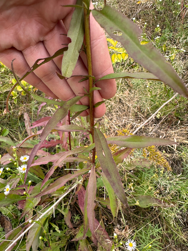 Solidago juncea, photograph 4