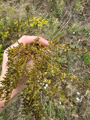 Solidago juncea, photograph 2
