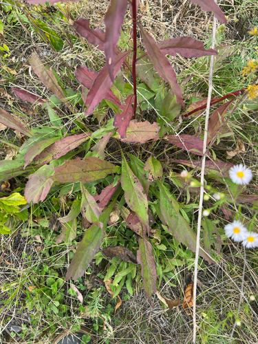 Solidago juncea, photograph 5