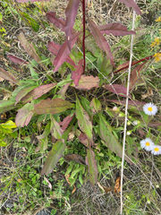 Solidago juncea, photograph author not stated, no rights reserved