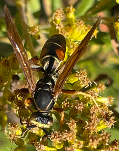 Northern Paper Wasp