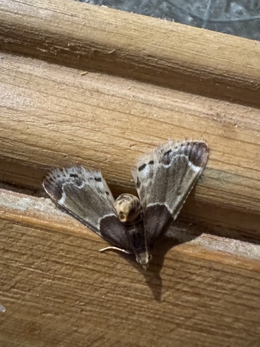 Meal moth