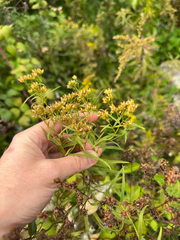Euthamia graminifolia, photograph author not stated, no rights reserved