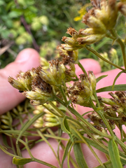 Euthamia graminifolia, photograph author not stated, no rights reserved
