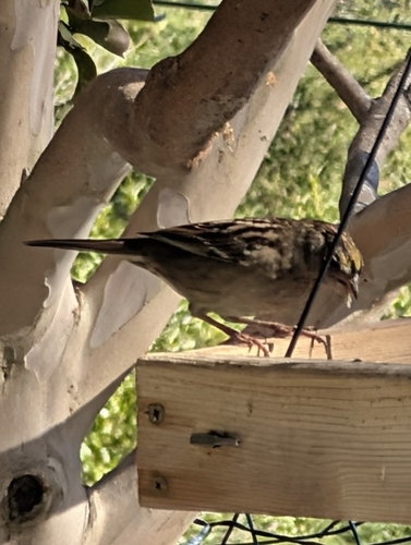 Golden-crowned Sparrow