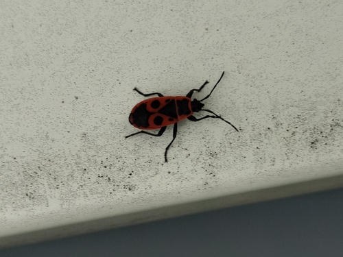 European Firebug