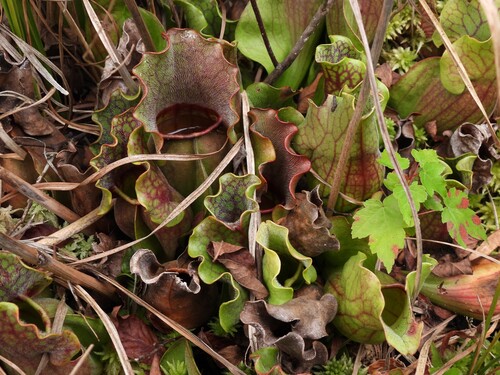 purple pitcher plant