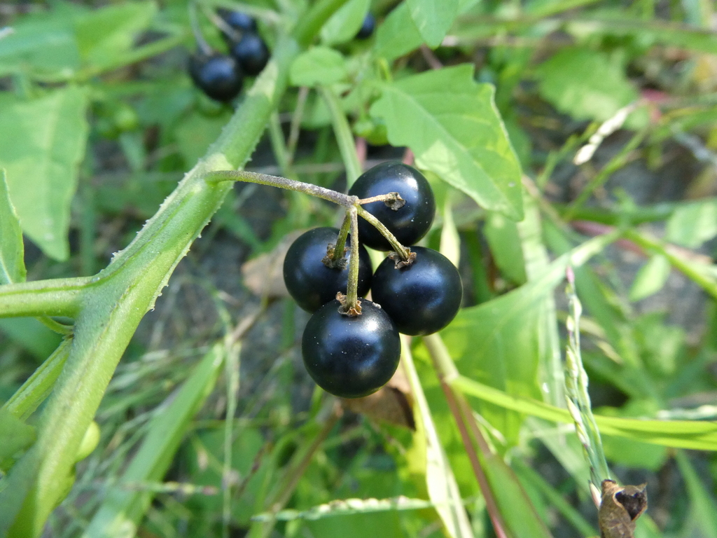 Solanum emulans; photograph author not stated, no rights reserved