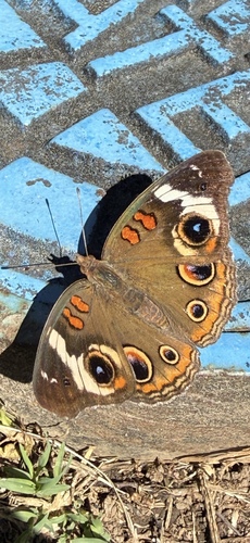 Common Buckeye