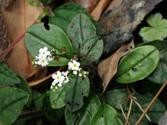 Trigonotis formosana