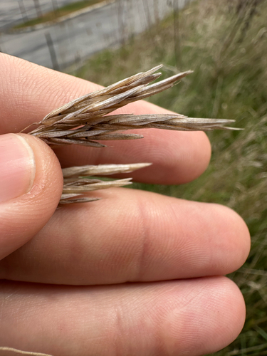 Bromus inermis, photograph 6