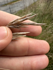 Bromus inermis, photograph author not stated, no rights reserved