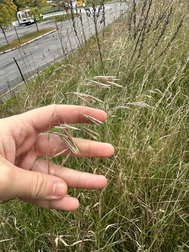 Bromus inermis, photograph 5
