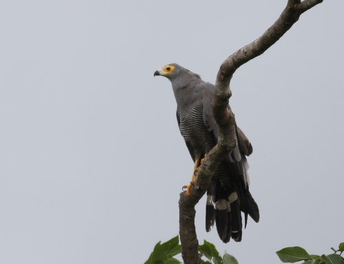 West African Harrier-Hawk
