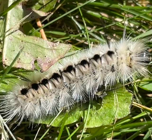 Hickory Tussock Moth
