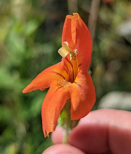 scarlet monkeyflower