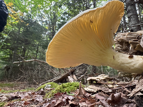 Lynx Paw Oyster