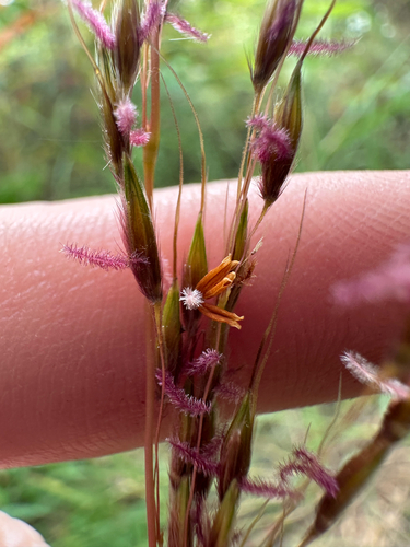Sorghastrum nutans, photograph 6