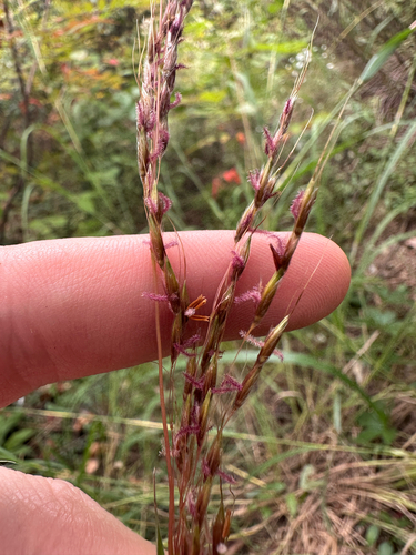 Sorghastrum nutans, photograph 5