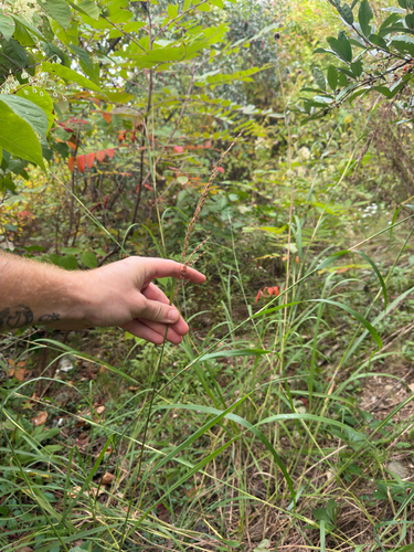 Sorghastrum nutans, photograph 4