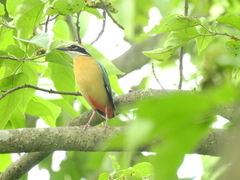 Pitta brachyura